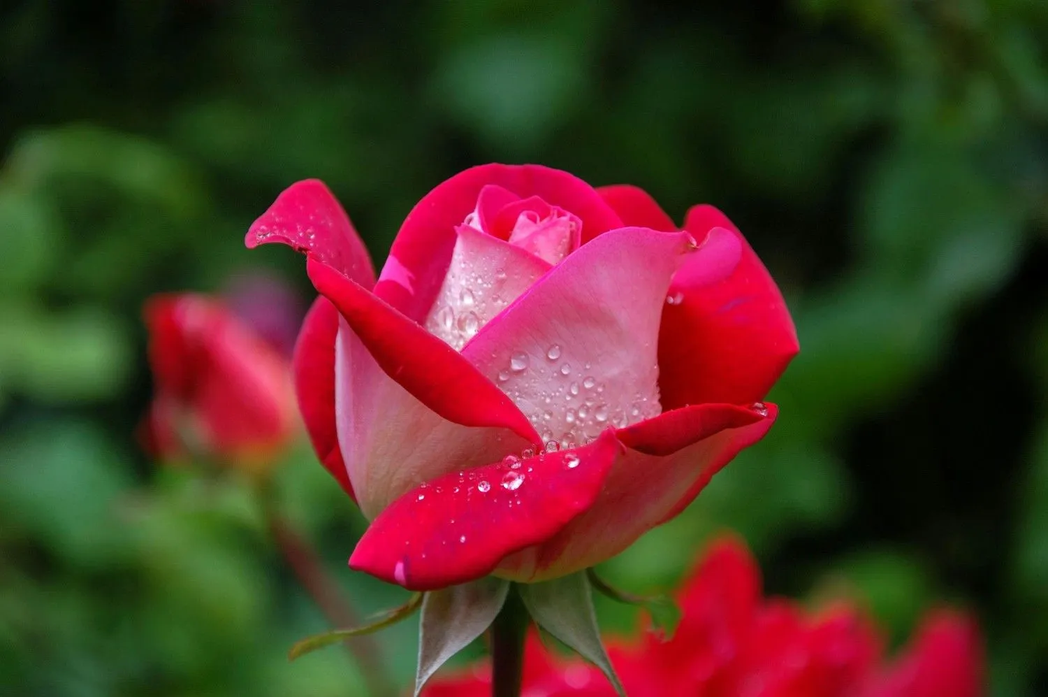 10 Best Romantic Shayari: सच्चा प्यार करने वाली रोमांटिक शायरी 9 10 Best Romantic Shayari: सच्चा प्यार करने वाली रोमांटिक शायरी